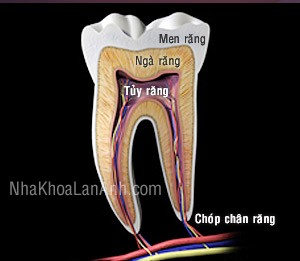 cấu tạo răng hàm - răng cau tao rang ham - rang