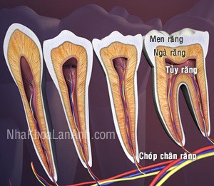 Cấu tạo tủy răng - răng tuy rang - rang