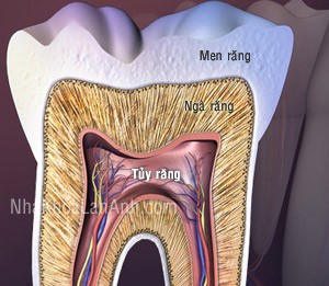 cấu tạo răng - răng cau tao rang - rang