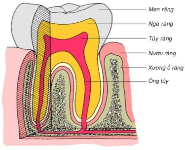 mặt cắt cấu tạo của răng - răng mat cat cau tao cua rang - rang