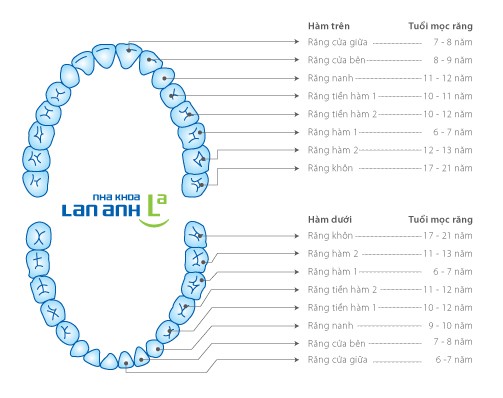 Răng vĩnh viễn mọc và tuổi mọc Rang vinh vien moc va tuoi moc