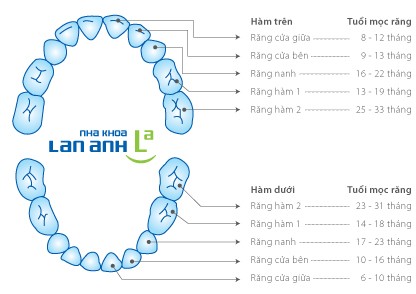 X-quang răng hỗn hợp x quang rang hon hop