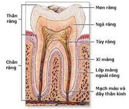 cau-truc-rang-voi-lop-men-rang